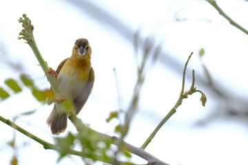 Be kind yellow bellied fairy fantail mom on the tree. she find the food for feed baby in the nest.
