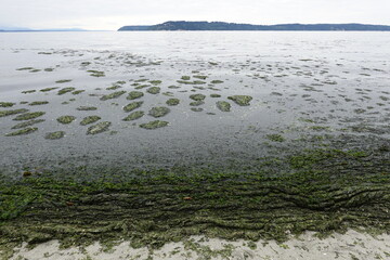 Harmful blue-green algae at beach.