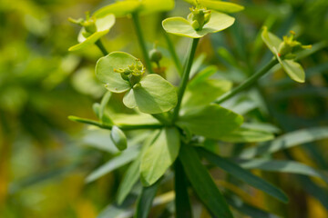 Obraz premium Inflorescence of Euphorbia regis-jubae plant at sunny day