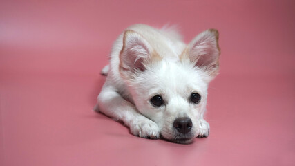 앉아있는 흰색 잡종 강아지 A sitting mixed white dog © Minji