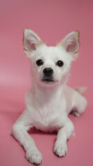 앉아있는 흰색 잡종 강아지 A sitting mixed white dog