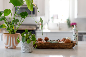Fototapeta na wymiar Healthy houseplants growing on the kitchen counter