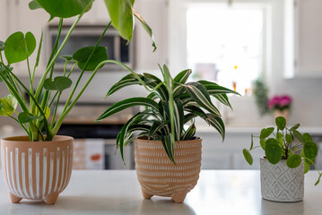 Stylish potted plants in a row on the kitchen counter