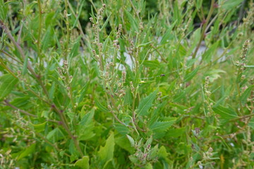 Oak-leaved Goosefoot. Chenopodium glaucum. Goosefoot family (Chenopodiaceae).