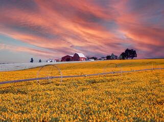 Poppy flower field and red barn near silverton Oregon - obrazy, fototapety, plakaty
