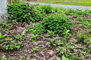 vegetable garden in the garden