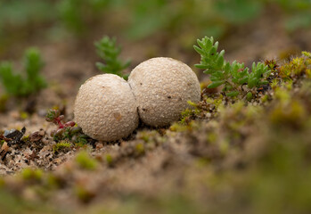 bovista species closeup in sandy creek national park