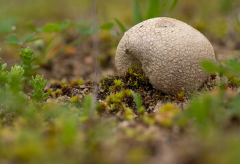 bovista species closeup in sandy creek national park