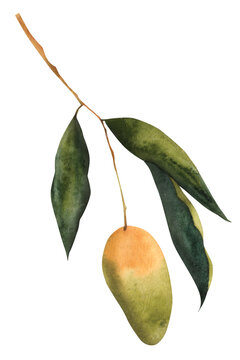 Mango