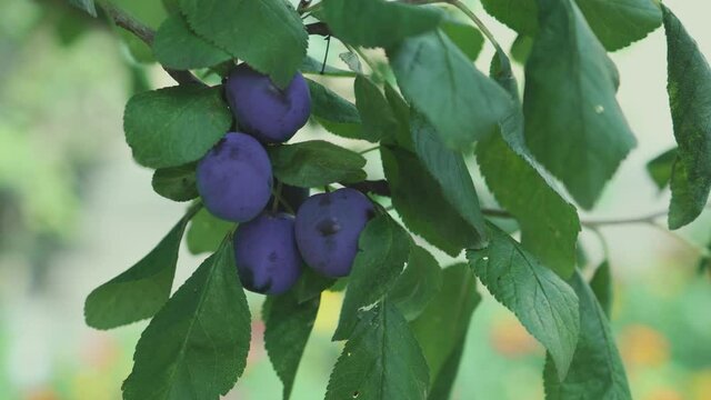 organic ripe blue purple damson plums harvesting on brunches of a fruit tree in summer garden. healthy eating wealth concept