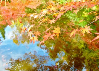 水辺に枝垂れる紅葉　水面に映る楓と青空　日本の秋