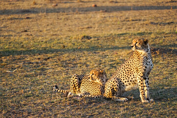 Two beautiful cheetahs staring at the rising sun (Masai Mara National Reserve, Kenya)