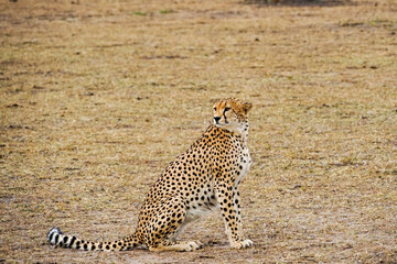 A dignified cheetah sitting in the savanna (Masai Mara National Reserve, Kenya)