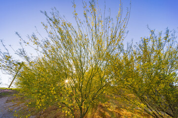Obraz premium Close up shot of some plants in Lake Las Vegas