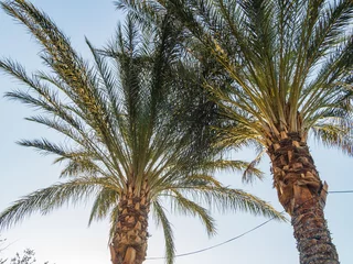 Fotobehang Close up shot of palm tree in Lake Las Vegas © Kit Leong