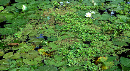 Many lotus flowers blooming in lake, it also called waterlilies 