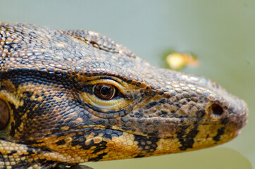 A monitor lizard in a public park. Bangkok, Thailand