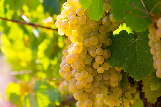Closeup of clusters of sappy white grapes with blurred vineyard background..