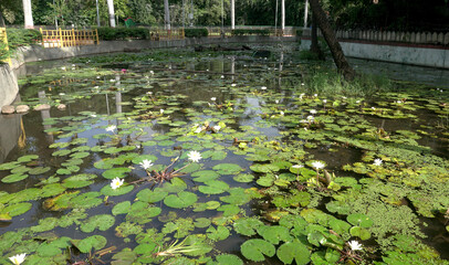 Many lotus flowers blooming in lake, it also called waterlilies 