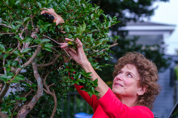 Senior Woman Trimming Shrub in Garden