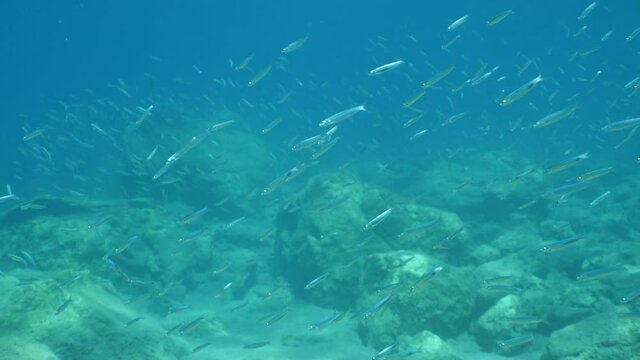 underwater fish school scenery blue water  ocean scenery  silversides