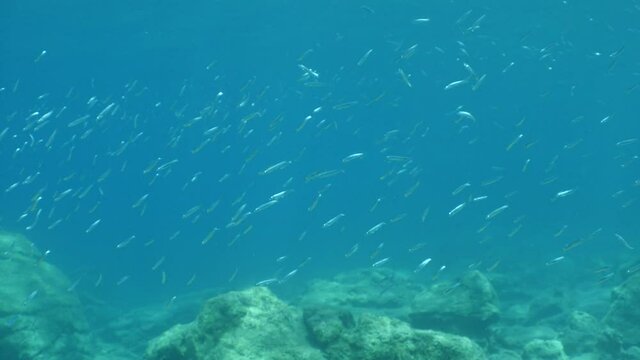 underwater fish school scenery blue water  ocean scenery  silversides