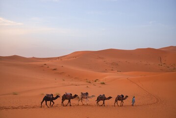 Fototapeta na wymiar camels of Sahara
