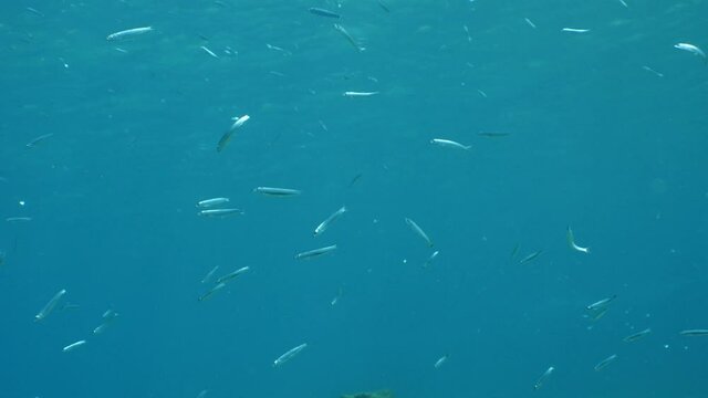 underwater fish school scenery blue water  ocean scenery  silversides