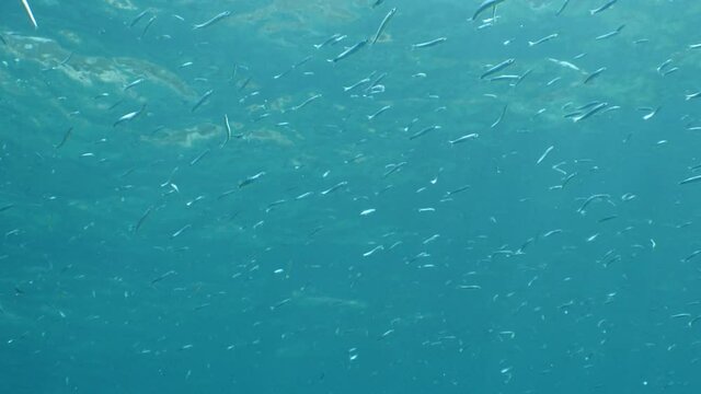 underwater fish school scenery blue water  ocean scenery  silversides