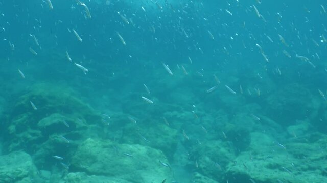 underwater fish school scenery blue water  ocean scenery  silversides