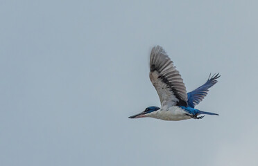 kingfisher in flight
