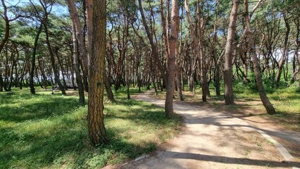 포항 서숲 소나무