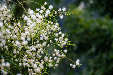 Fototapeta premium The Albizia Leucocephala in bloom on the roadside after rain