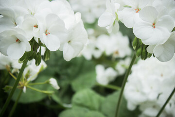 Fototapeta premium white orchid in the garden with nature light.