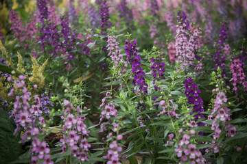 Light and dark purple field of flowers in a garden.