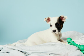 Portrait of black and white puppy with green bone toy looking intently.