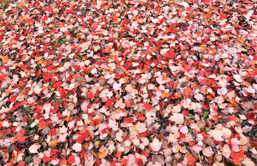 Abstract of fallen orange autumn leaves filling frame for background or texture