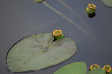 Bright wildflowers growing on lily pads in the wetlands of Florida