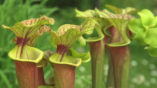 CLOSE UP, DOF: Violet and green carnivore flowers blossom in spring. Close up view of Sarracenia flava flowers in a blossoming garden. Detailed shot of yellow pitcherplants blooming in a lush garden.