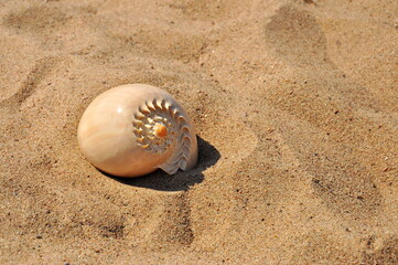 Seashell on the beach sand.