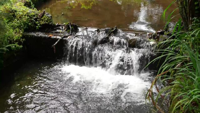 stream in the forest with water running in the mountains