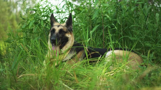 Handheld shot of a German Shepherd dod laying in the grass panting heavily.