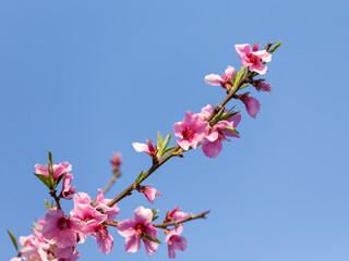 Spring, flowering of fruit trees in the park, plants against the blue sky, the period of exuberant flowering of Flowers, close-up.