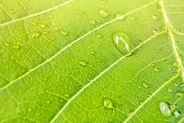 Macro closeup of Beautiful fresh green leaf with drop of water in morning sun nature background.
