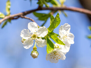 Spring, flowering of fruit trees in the park, plants against the blue sky, the period of exuberant flowering of Flowers, close-up.