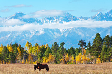 A picturesque autumn landscape with two wild horses grazing in a yellow meadow against the backdrop...