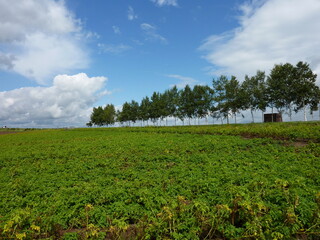 美瑛, 北海道, 木, 風景, 野原, 空, 丘陵地, 草