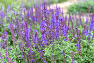 Obraz premium Lavender flowers on green background