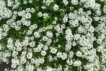 Background made of many little white flowers