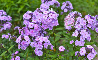 Phlox flowers growing in Russian Far East